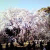 六義園のしだれ桜2012